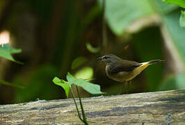 Buff-rumped Warbler