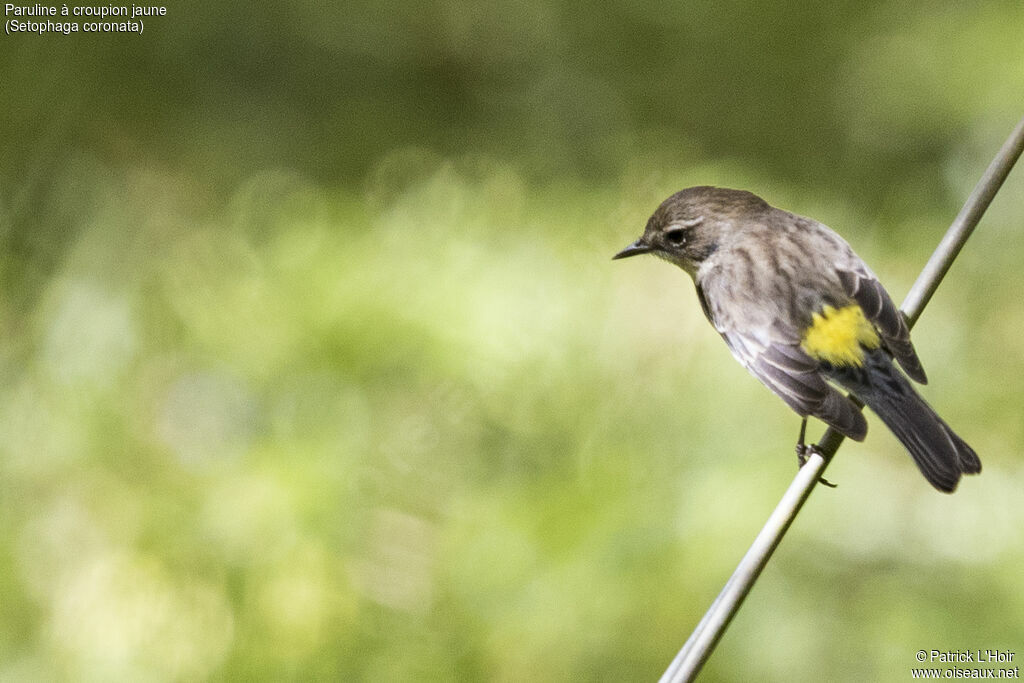 Myrtle Warbler