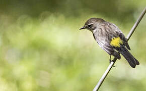 Myrtle Warbler