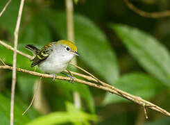 Chestnut-sided Warbler