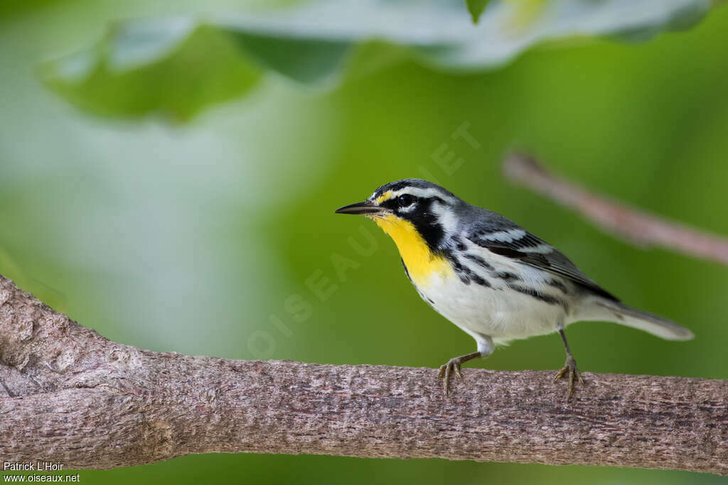 Yellow-throated Warbler, identification