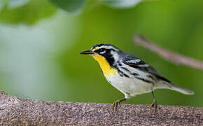 Yellow-throated Warbler