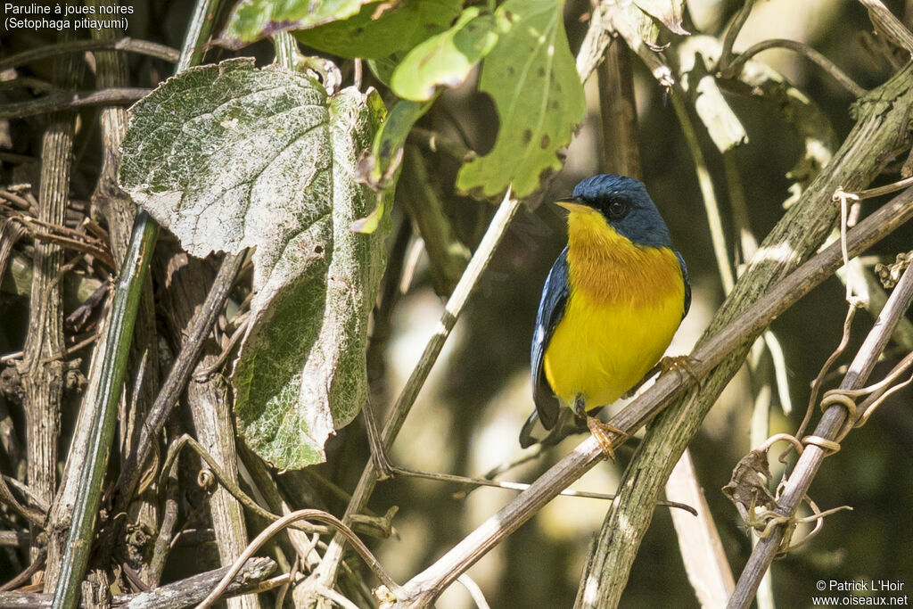 Tropical Parula