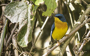 Tropical Parula