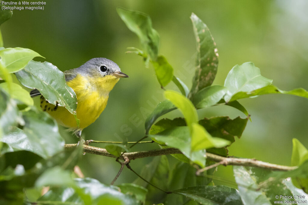 Paruline à tête cendrée