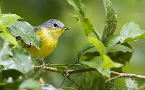 Magnolia Warbler