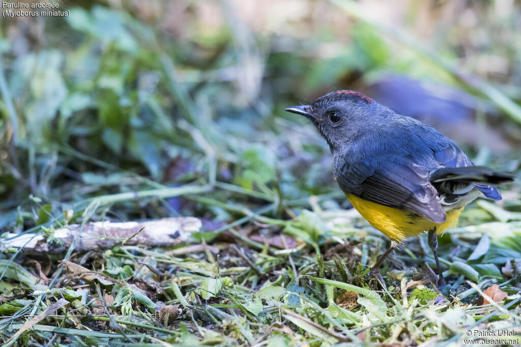 Slate-throated Whitestart