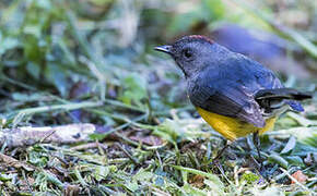 Slate-throated Whitestart