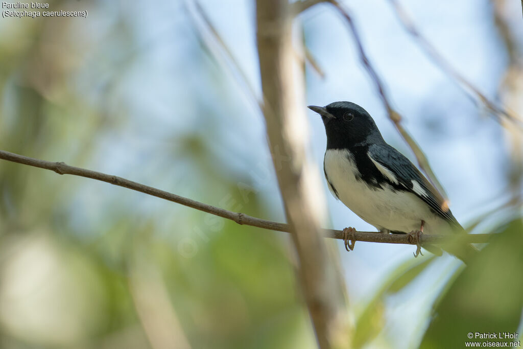 Black-throated Blue Warbler