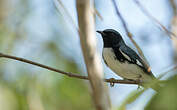 Paruline bleue