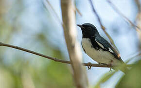 Paruline bleue