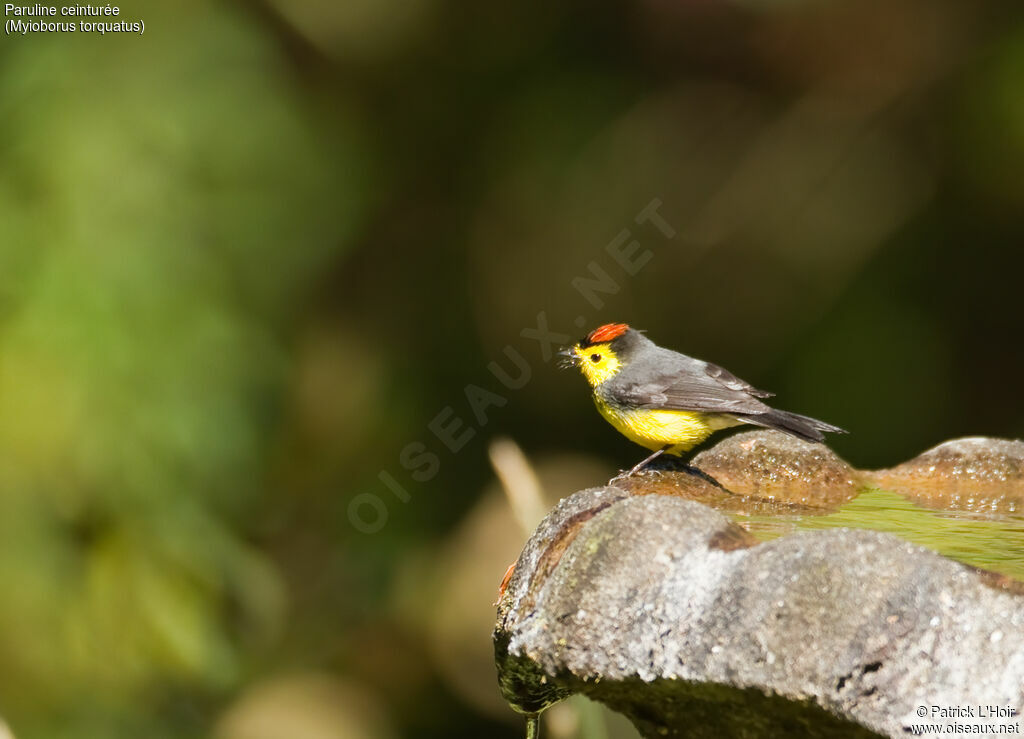 Collared Whitestartadult