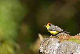 Collared Whitestart