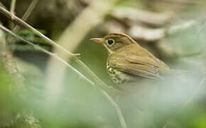 Ovenbird