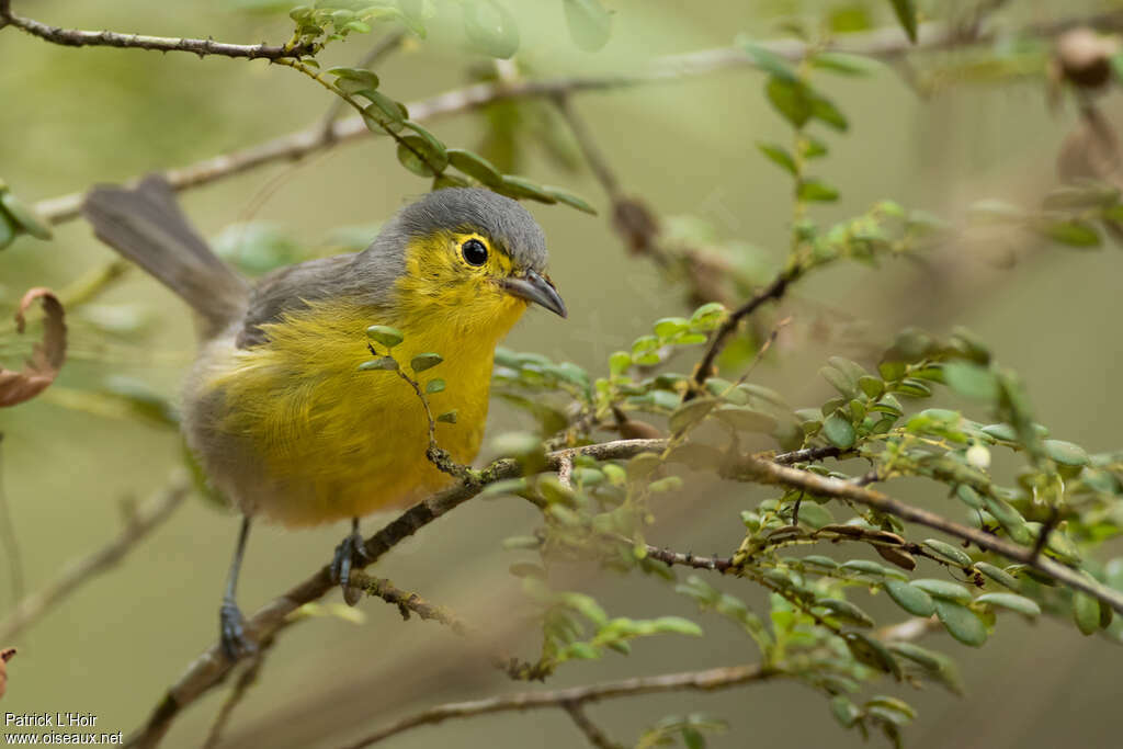 Paruline d'Orienteadulte, identification