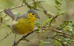 Oriente Warbler