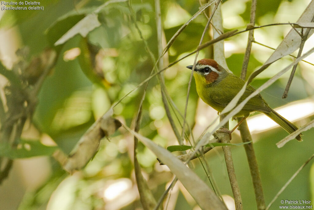 Paruline de Delattreadulte