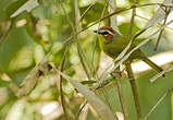 Paruline de Delattre