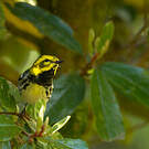 Paruline de Townsend