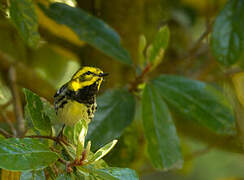 Townsend's Warbler