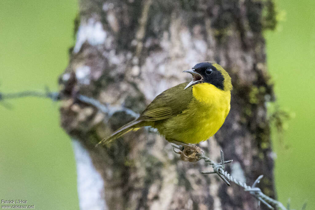 Paruline des bambous mâle adulte, identification