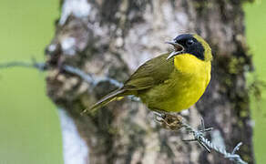 Olive-crowned Yellowthroat