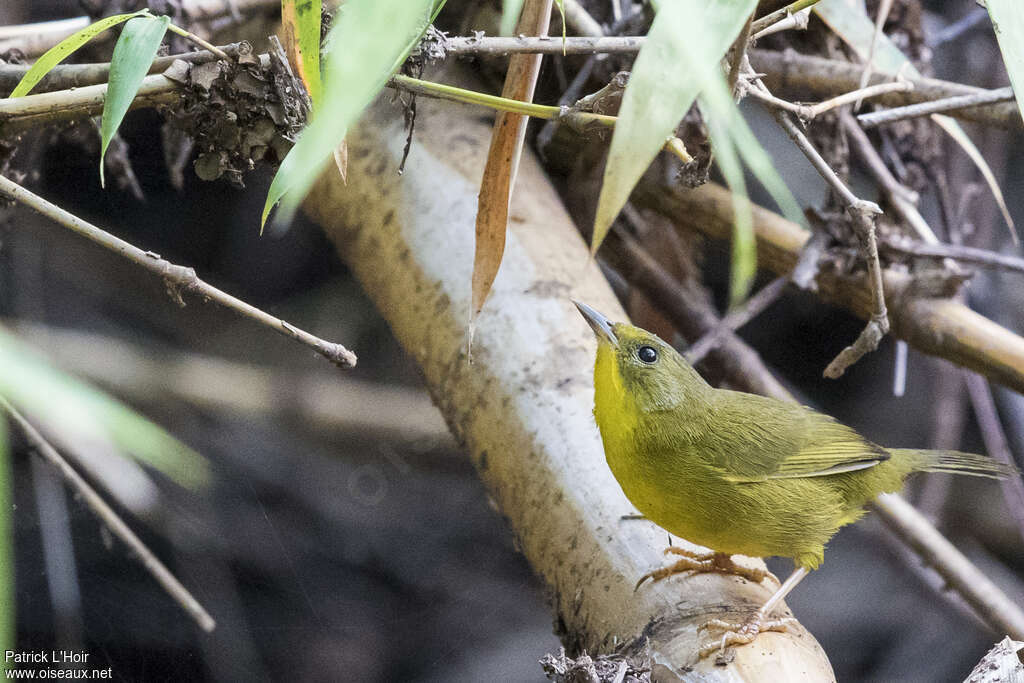 Paruline des bambous femelle adulte, identification