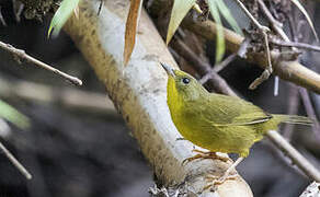 Olive-crowned Yellowthroat