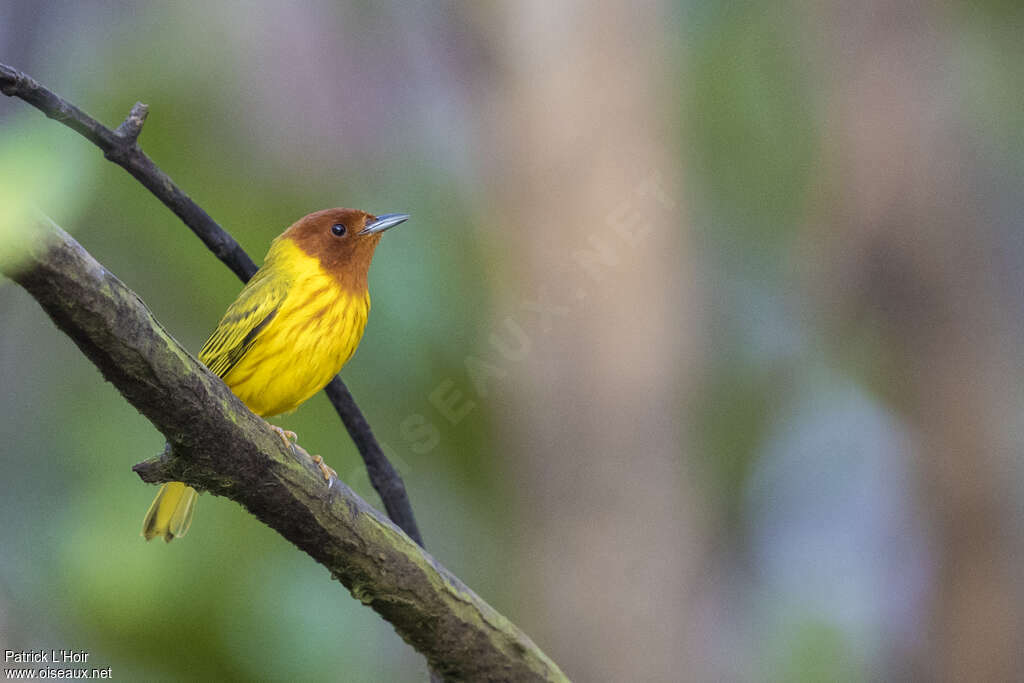 Mangrove Warbler male adult breeding, identification