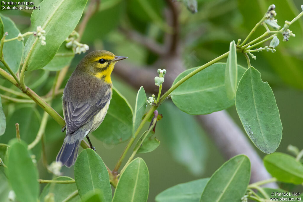 Prairie Warbler