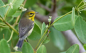 Prairie Warbler