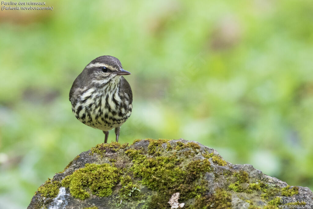 Paruline des ruisseaux