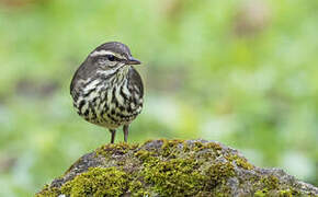 Northern Waterthrush