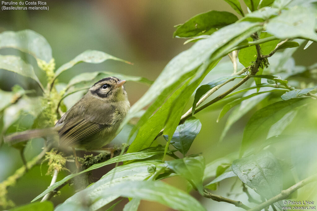 Paruline du Costa Rica