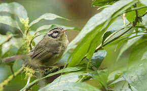 Black-eared Warbler