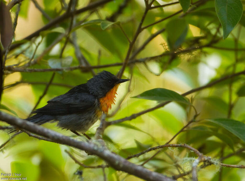 Flame-throated Warbleradult, identification