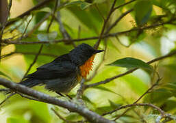 Flame-throated Warbler