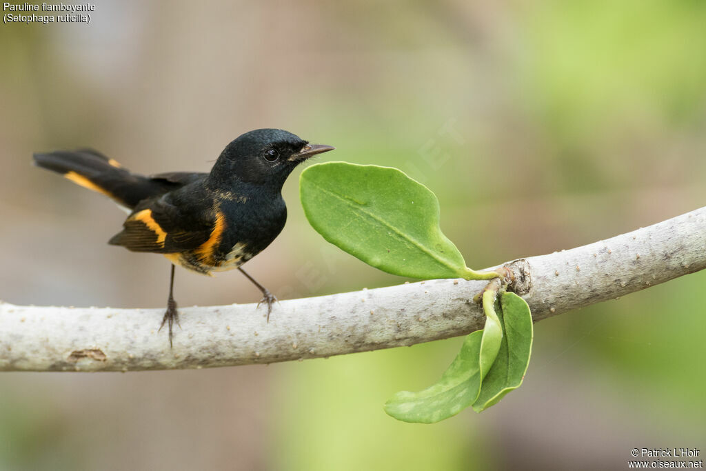 Paruline flamboyanteadulte