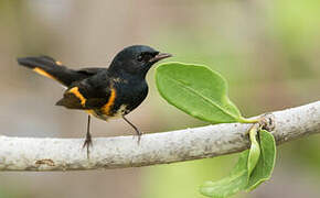 American Redstart