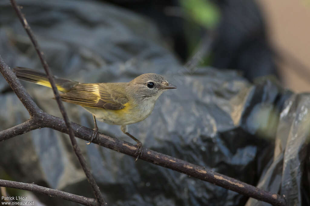 American Redstart female adult post breeding, identification