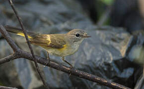 American Redstart