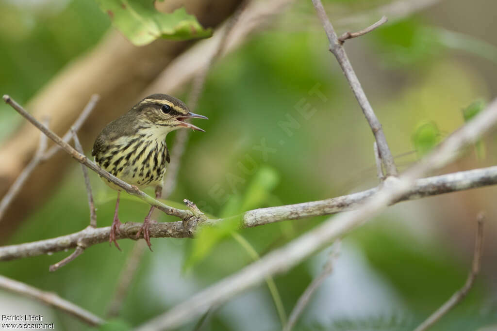 Paruline hochequeue, portrait, Comportement