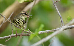 Paruline hochequeue