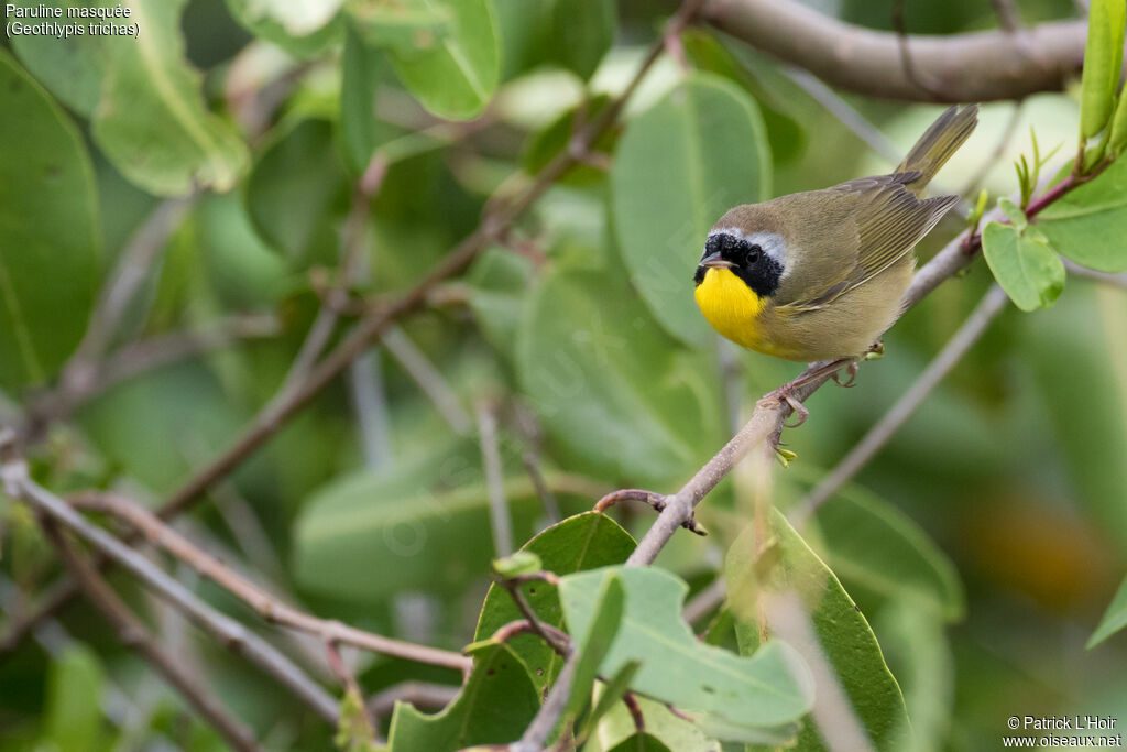 Common Yellowthroatadult