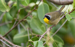 Common Yellowthroat