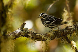 Black-and-white Warbler