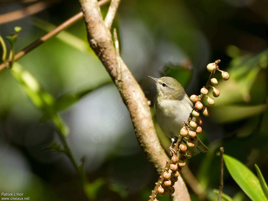 Paruline obscureadulte internuptial, identification