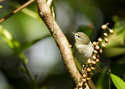 Tennessee Warbler