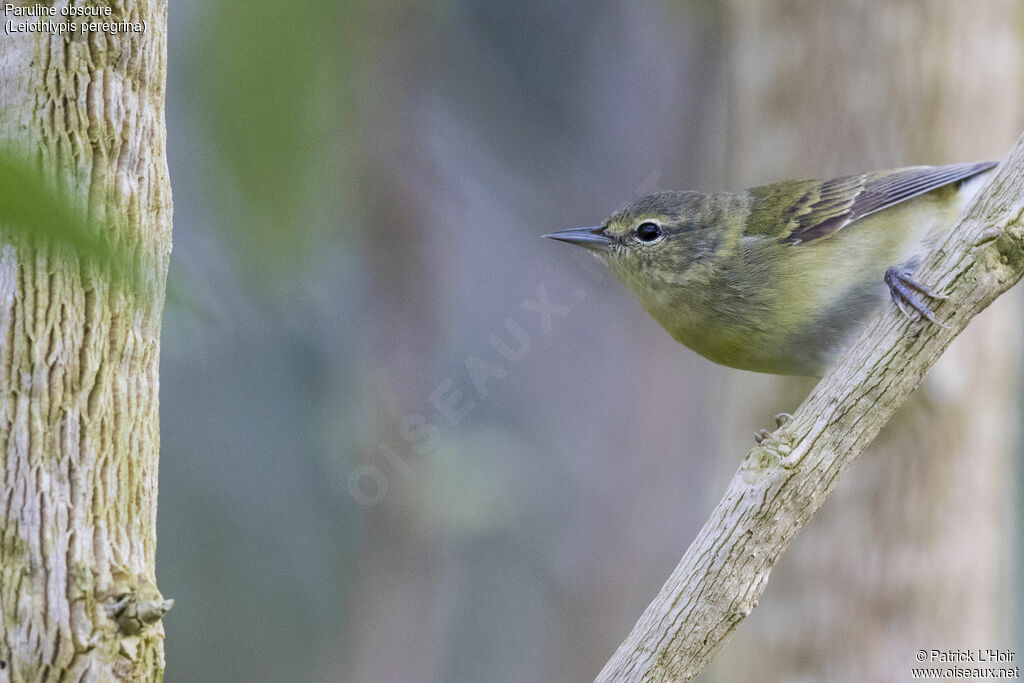 Tennessee Warbler