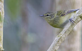 Tennessee Warbler